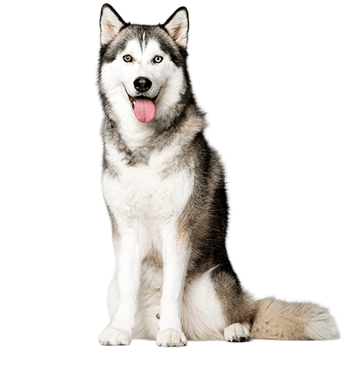 Le Husky, un chien indépendant victime d’idées reçues