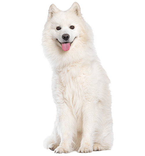Le Samoyède, un chien élégant mais sensible