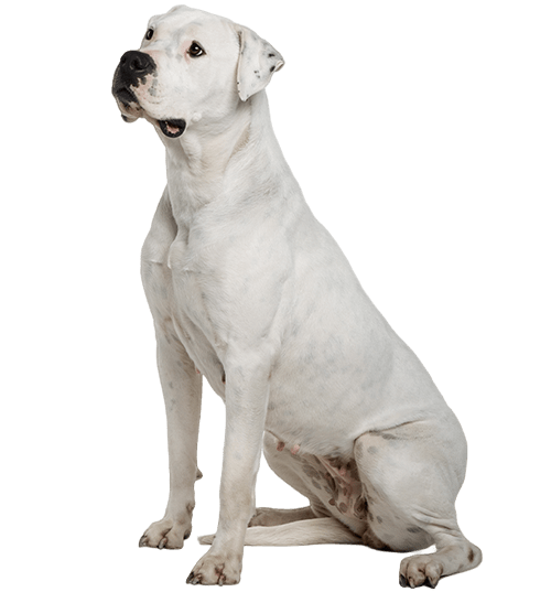 Le Dogue Argentin, un chien loyal qui demande de la tendresse