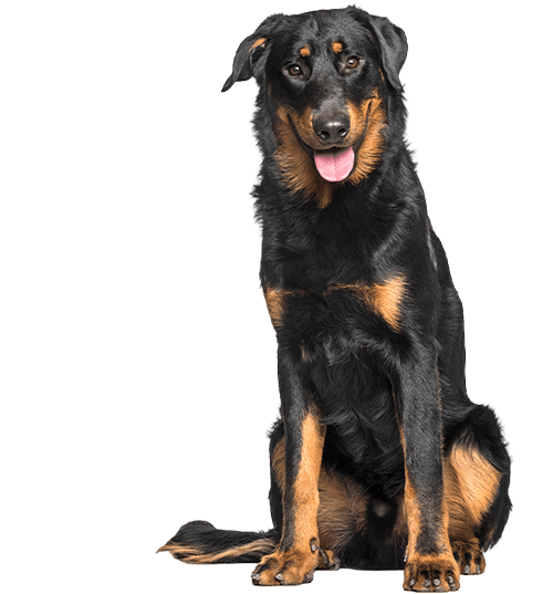 Le Beauceron, un chien exceptionnel qui a besoin d’un maître leader