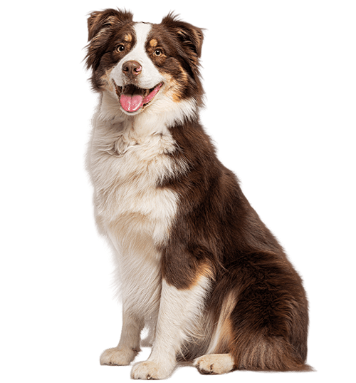 Le Berger Australien, un chien actif et intelligent