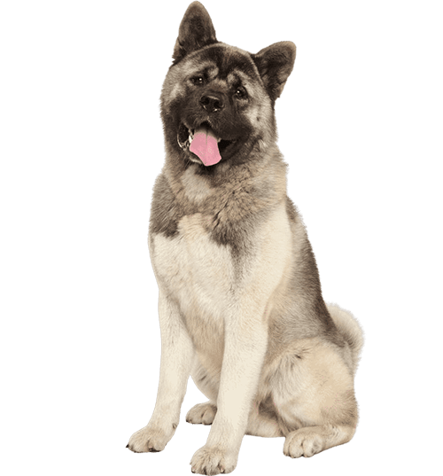 L’Akita américain, un merveilleux chien qui doit être bien socialisé !