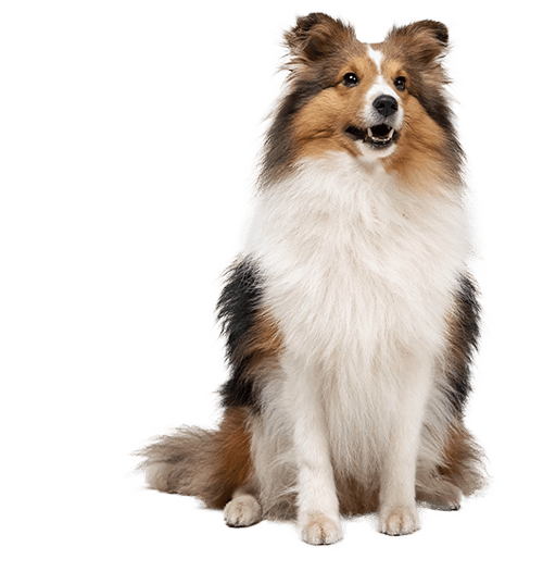 Le Berger des Shetland, un chien adorable et sensible