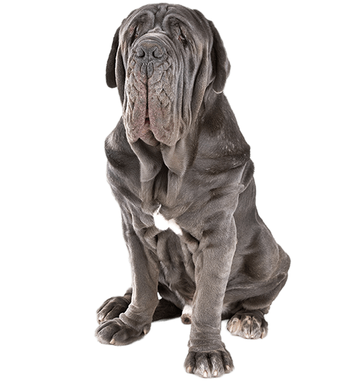 Le Mâtin de Naples, un grand chien pour un maître compréhensif