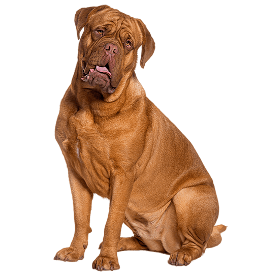 Le Dogue de Bordeaux, un chien puissant plein d’affection