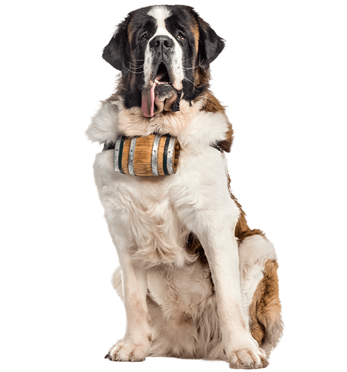 Le Saint-Bernard, le chien de compagnie par excellence