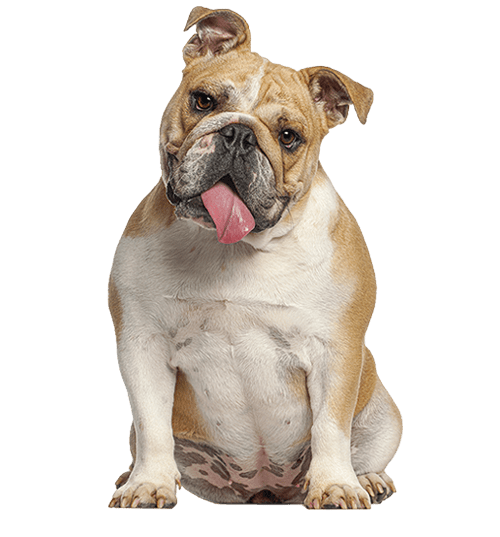 Le Bulldog Anglais, un chien indépendant qui aime sa famille