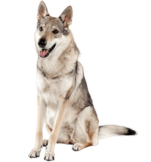 Le Chien loup tchécoslovaque, un chien sensible à l’apparence d’un loup !