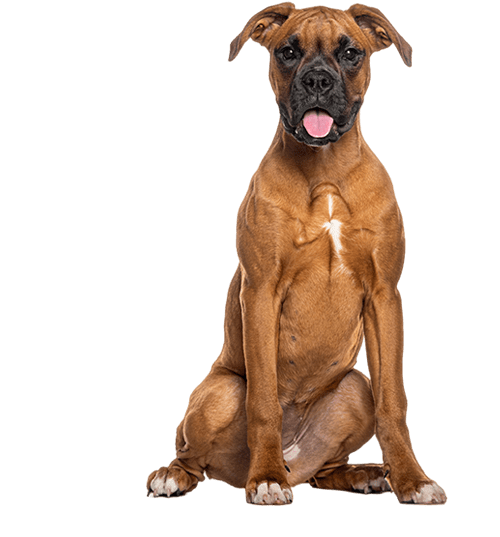 Le Boxer, un compagnon jovial qui a besoin de se dépenser
