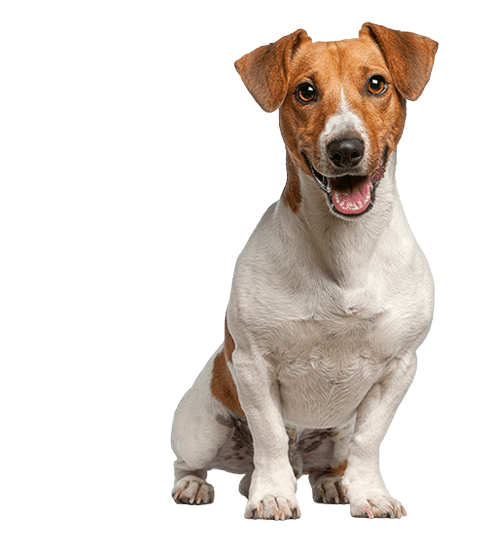 Le Jack Russell, petit chien énergique à éduquer