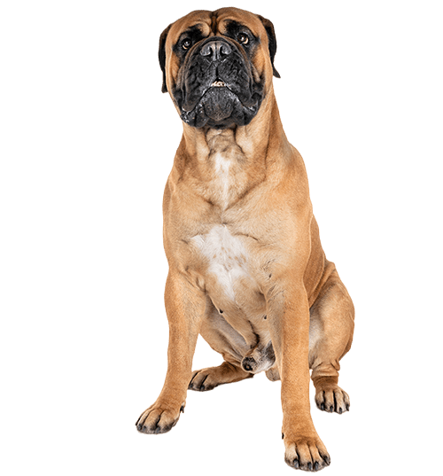 Le Bullmastiff, un chien doux et pétillant