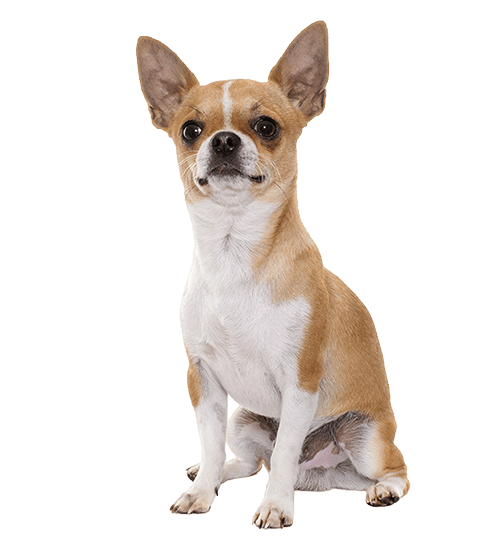 Le Chihuahua, un chien attachant pour un maître attentionné