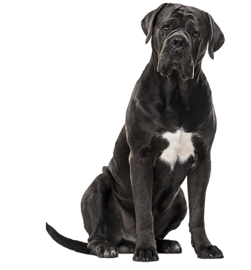 Le Cane Corso, un chien énergique pour un maître équilibré