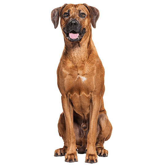 Le Rhodesian Ridgeback, un chien de compagnie hors-pair !
