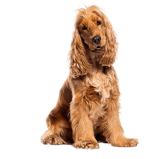 Le Cocker Anglais, un chien agréable pour un maître sportif