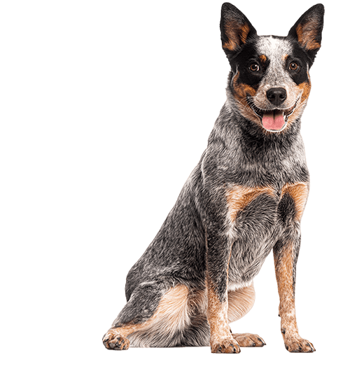 Le Bouvier Australien, un chien d’exception pour un maître proactif