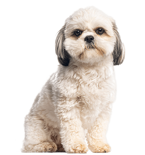 Le Shih Tzu, un petit chien aux multiples qualités