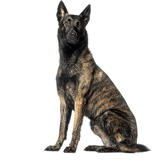 Le Berger Hollandais, un chien adorable pour un maître créatif