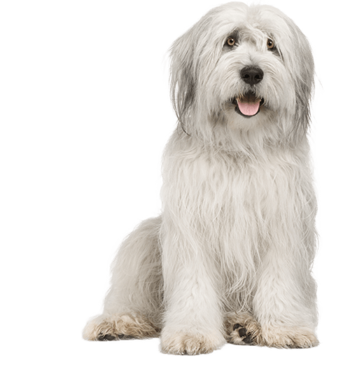 Le Bobtail : un chien protecteur de troupeau et proche de son maître