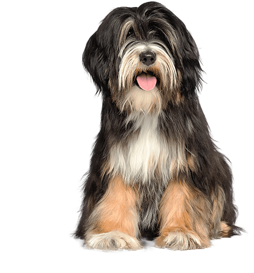 Le Terrier Tibétain : un chien dynamique et courageux