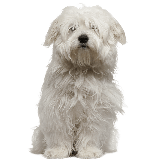 Le Coton de Tuléar, un petit chien espiègle et vif