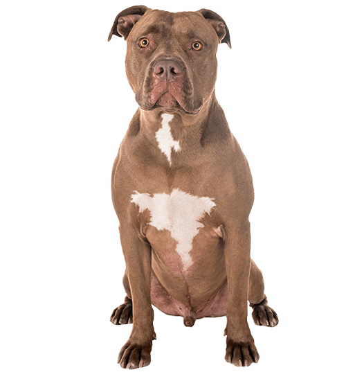 Le Pitbull : un chien victime de la loi et des médias