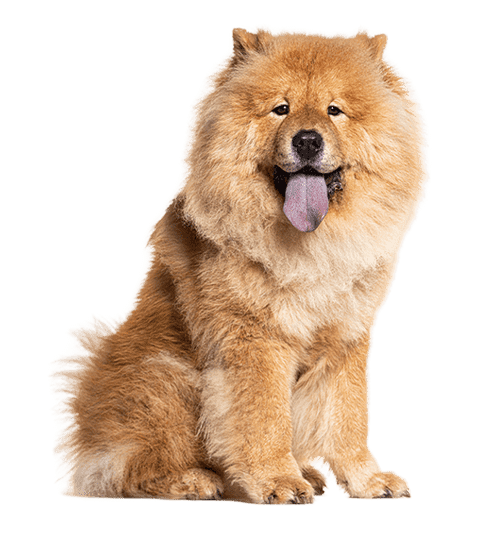 Chow-chow : le chien aux 1000 particularités que tout le monde juge mal