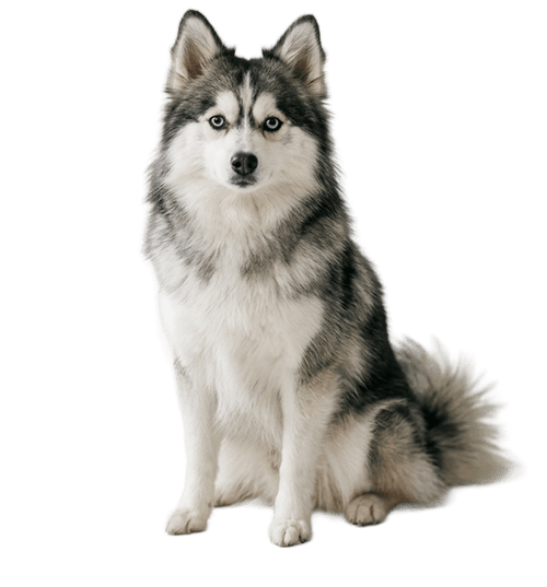 Pomsky : ce chien fascinant né d’une blague, entre coup de cœur, flou total et vraie vigilance