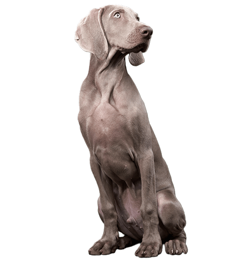 Le Braque de Weimar : un chien de famille affectueux et endurant