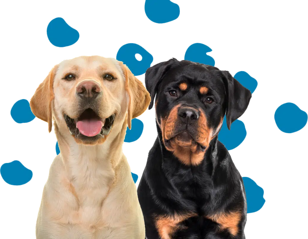 Un chien de race Golden Retriever et un Rottweiler sont assis devant un fond blanc et bleu
