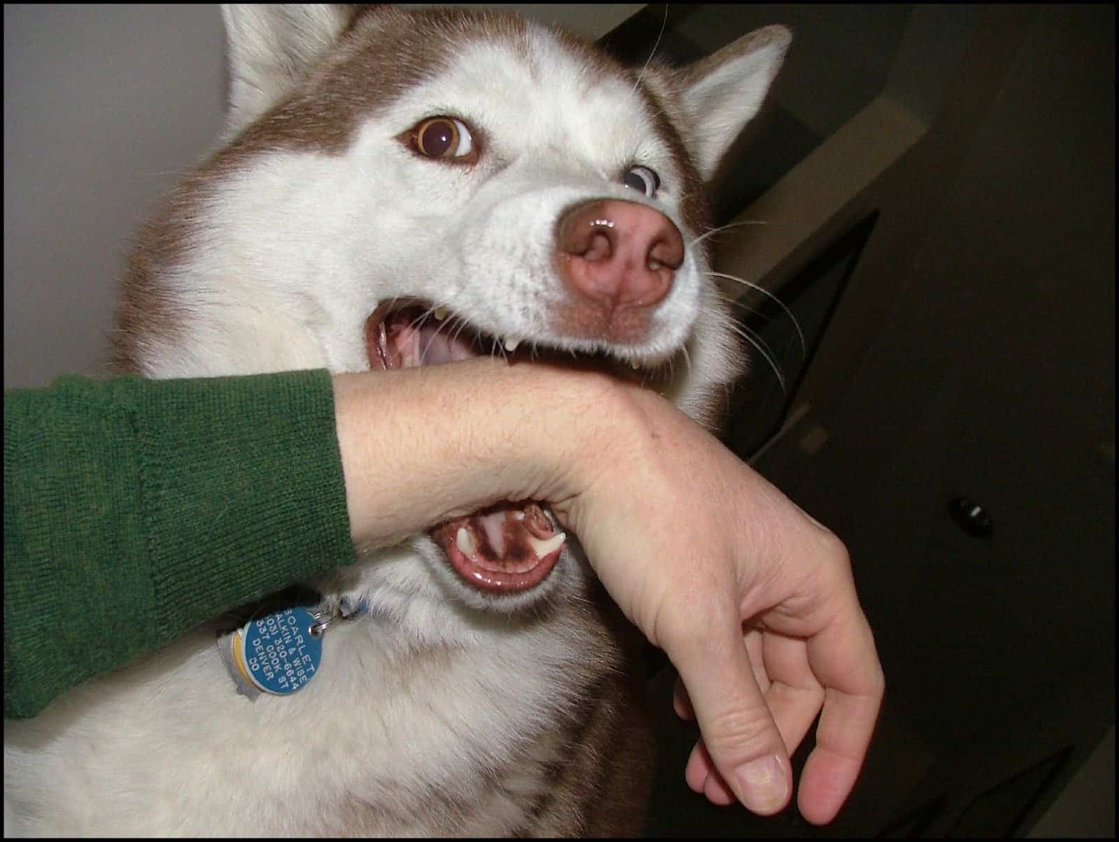 Le goût du sang chez le chien : mythe ou réalité ? - Esprit Dog 