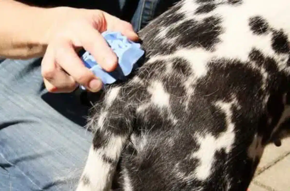 Pourquoi mon chien perd ses poils ? Esprit Dog