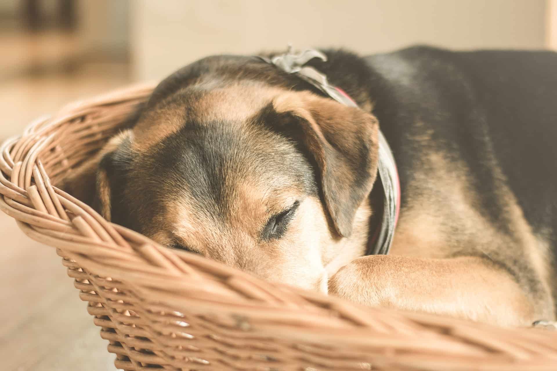 Pourquoi Un Chien Gratte Son Panier Dresser un chien pour lui apprendre l’ordre « au panier » : pourquoi