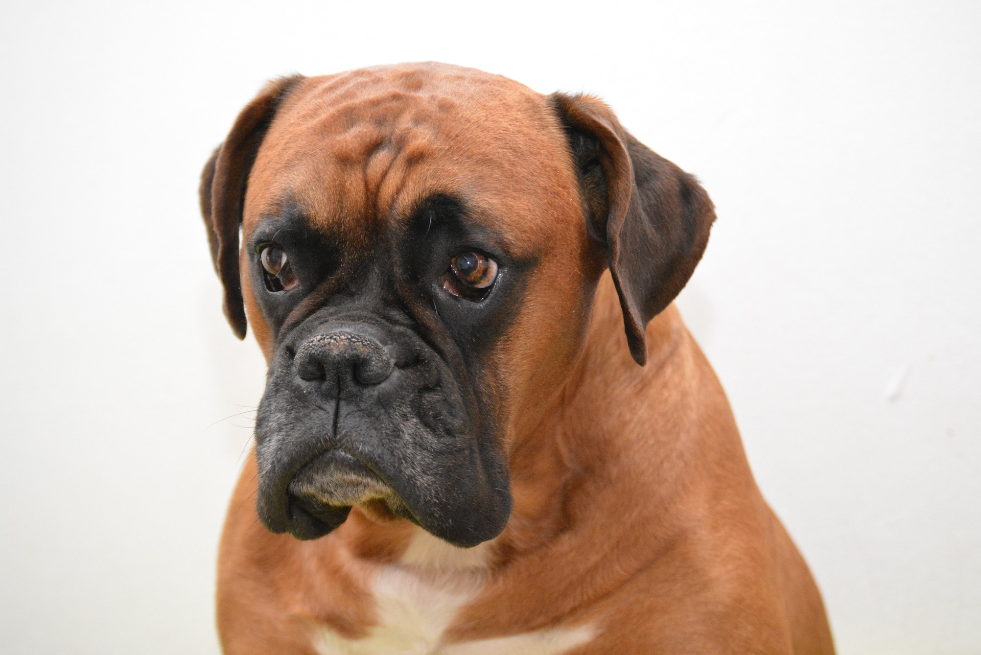 Le Boxer Esprit Dog Fiches de races