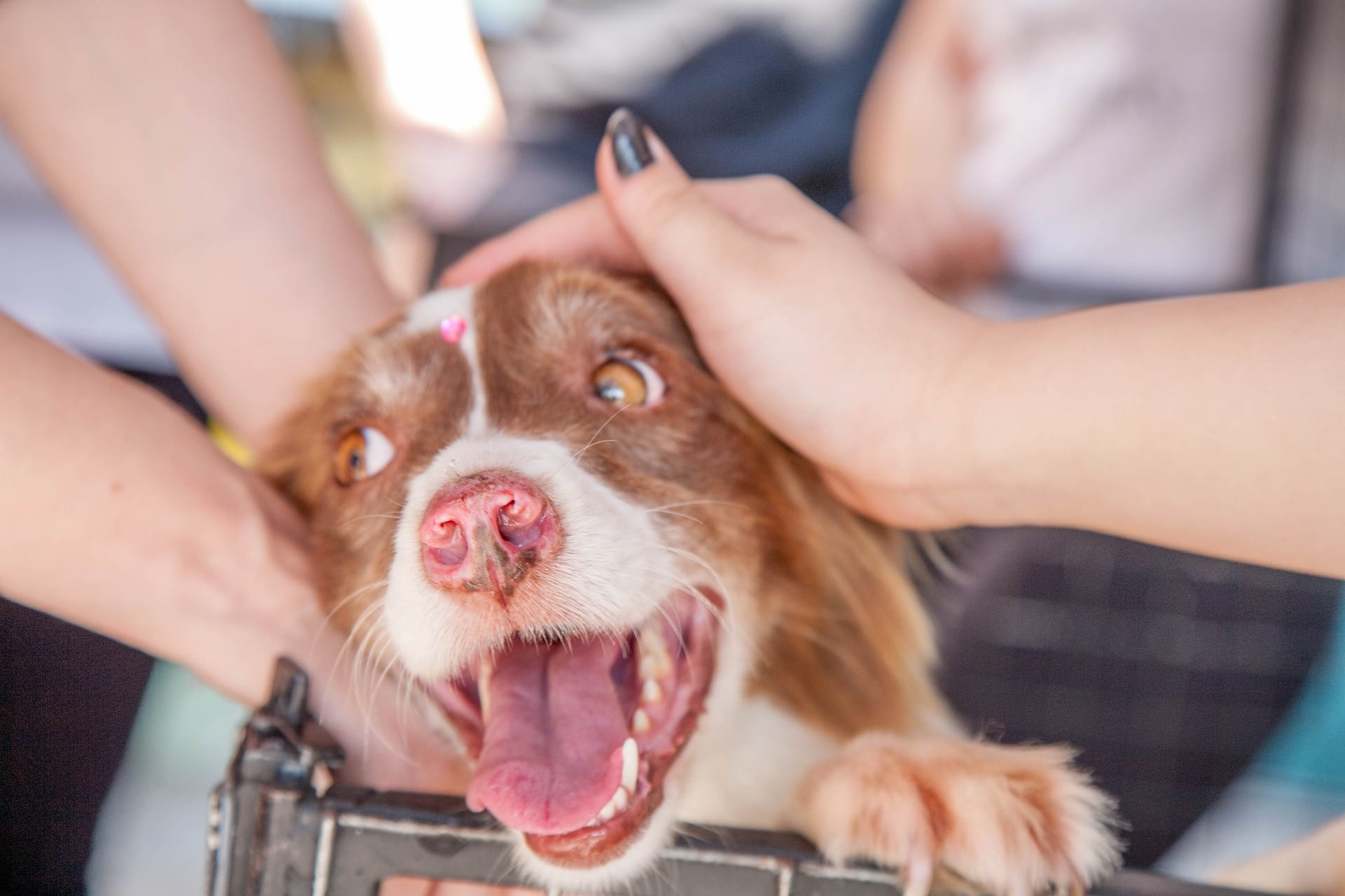 Adopter un chien en refuge, tout ce qu’il faut savoir pour