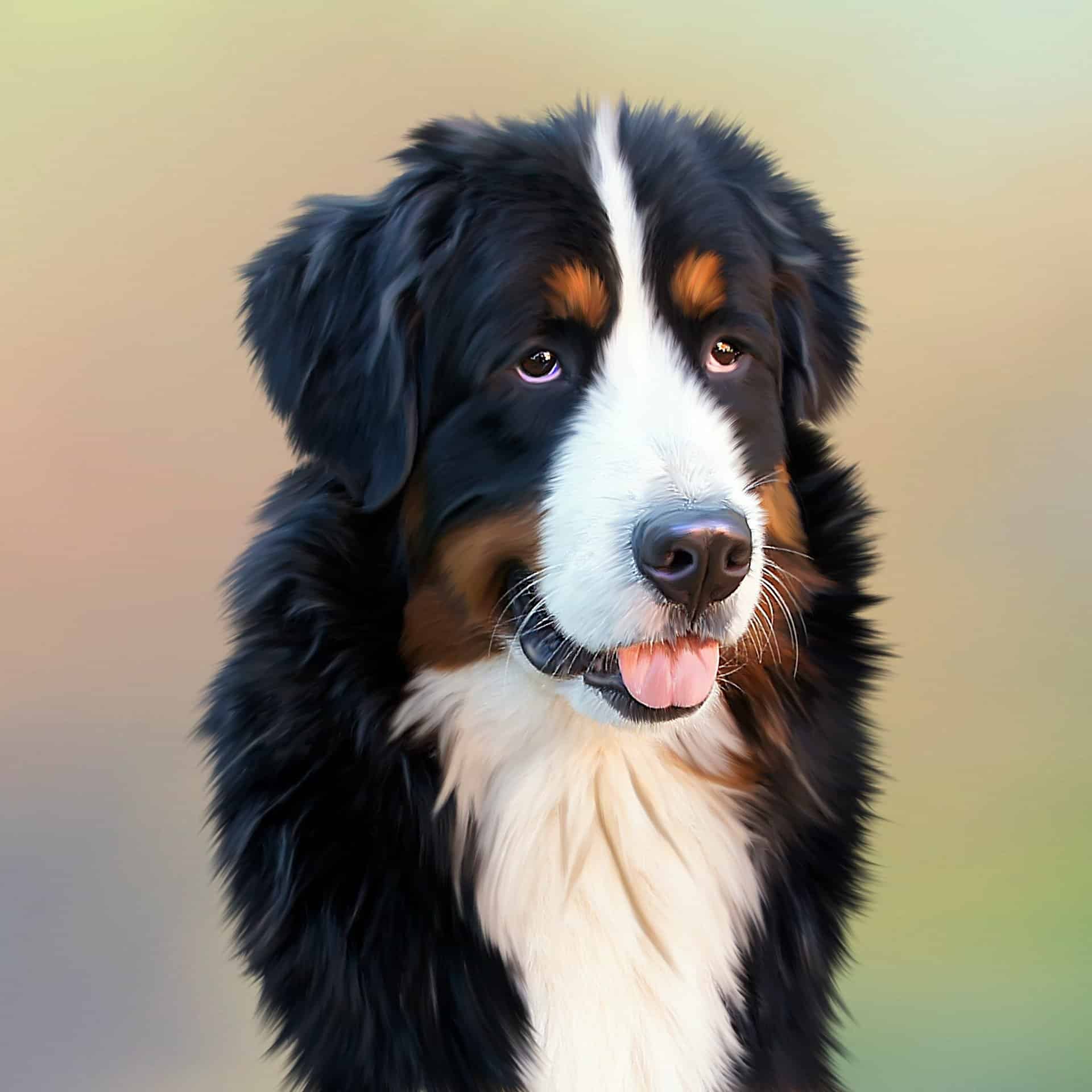 Le Bouvier Bernois Esprit Dog Fiches de race