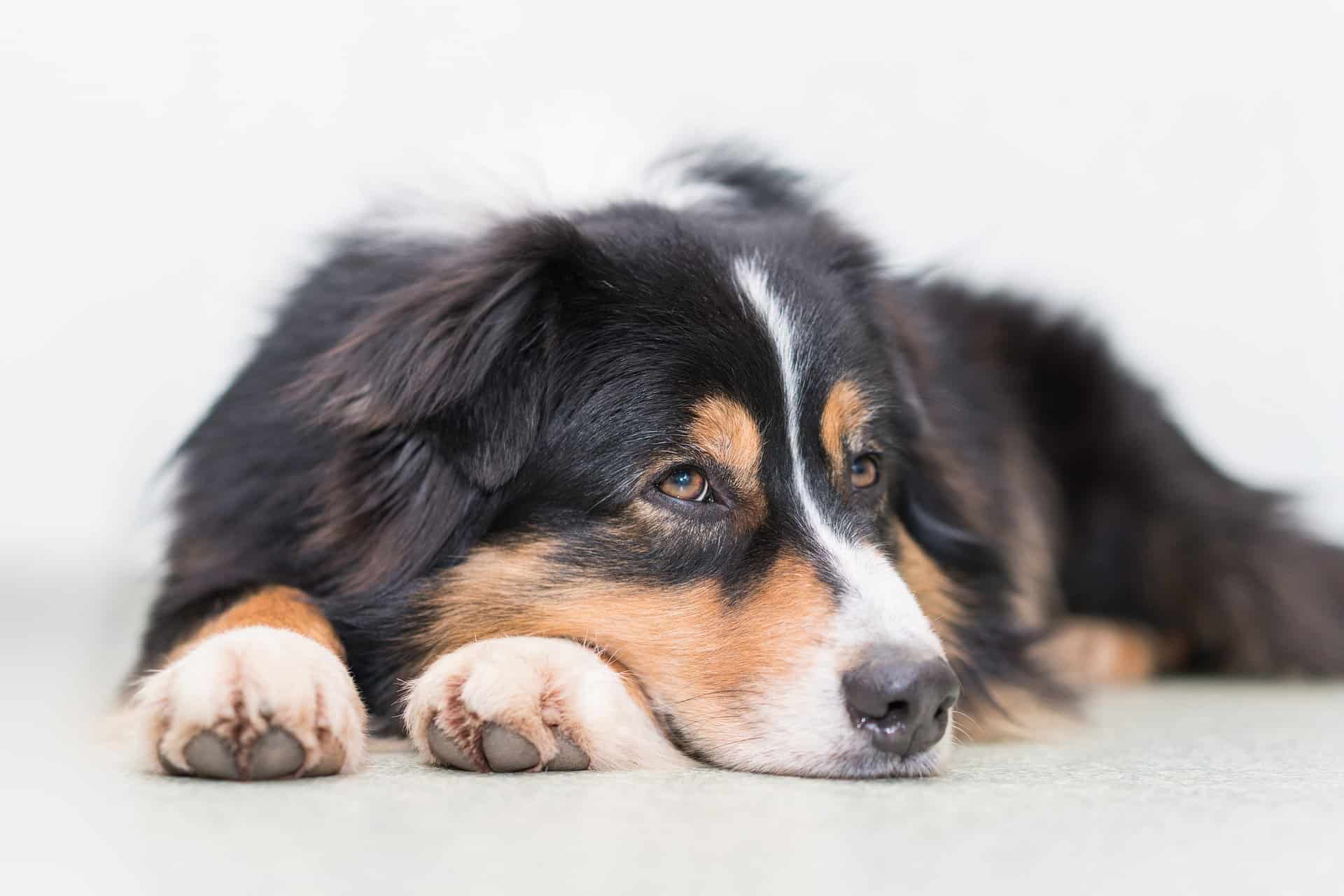 Le Berger Australien Esprit Dog Fiches de race