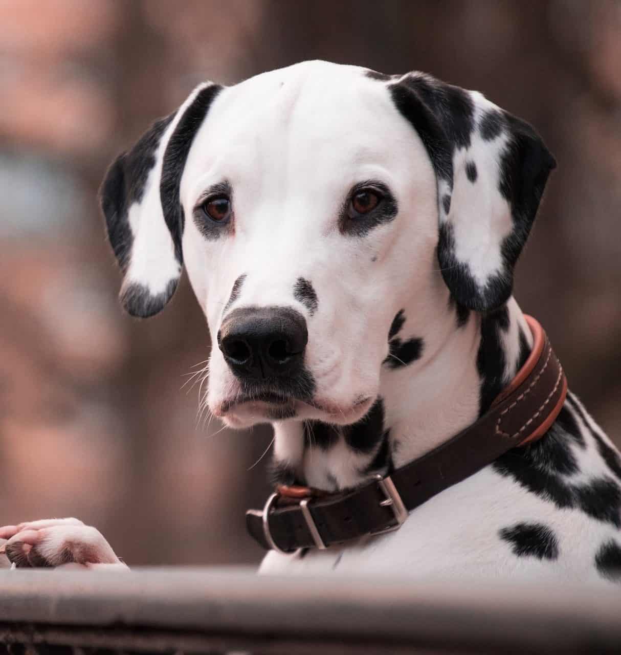Le Dalmatien Esprit Dog Fiches De Race