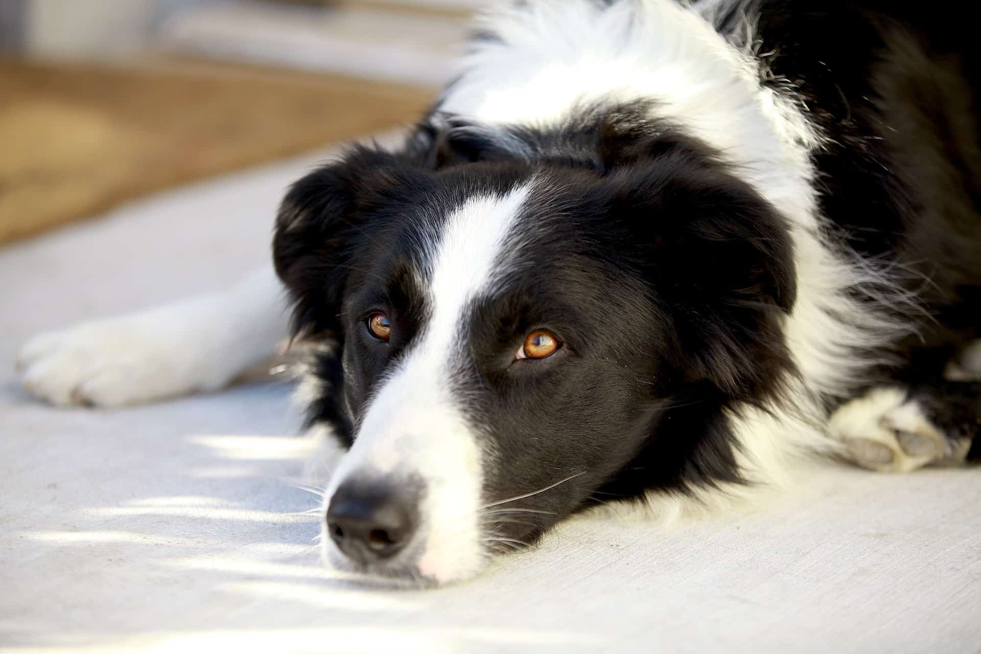 Comment dresser un chien pour le rendre plus calme
