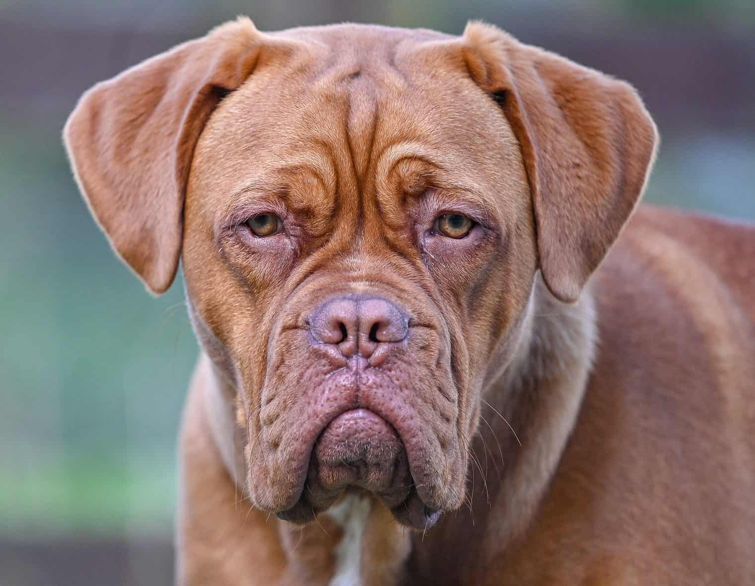Le Dogue de bordeaux Esprit Dog Molosses