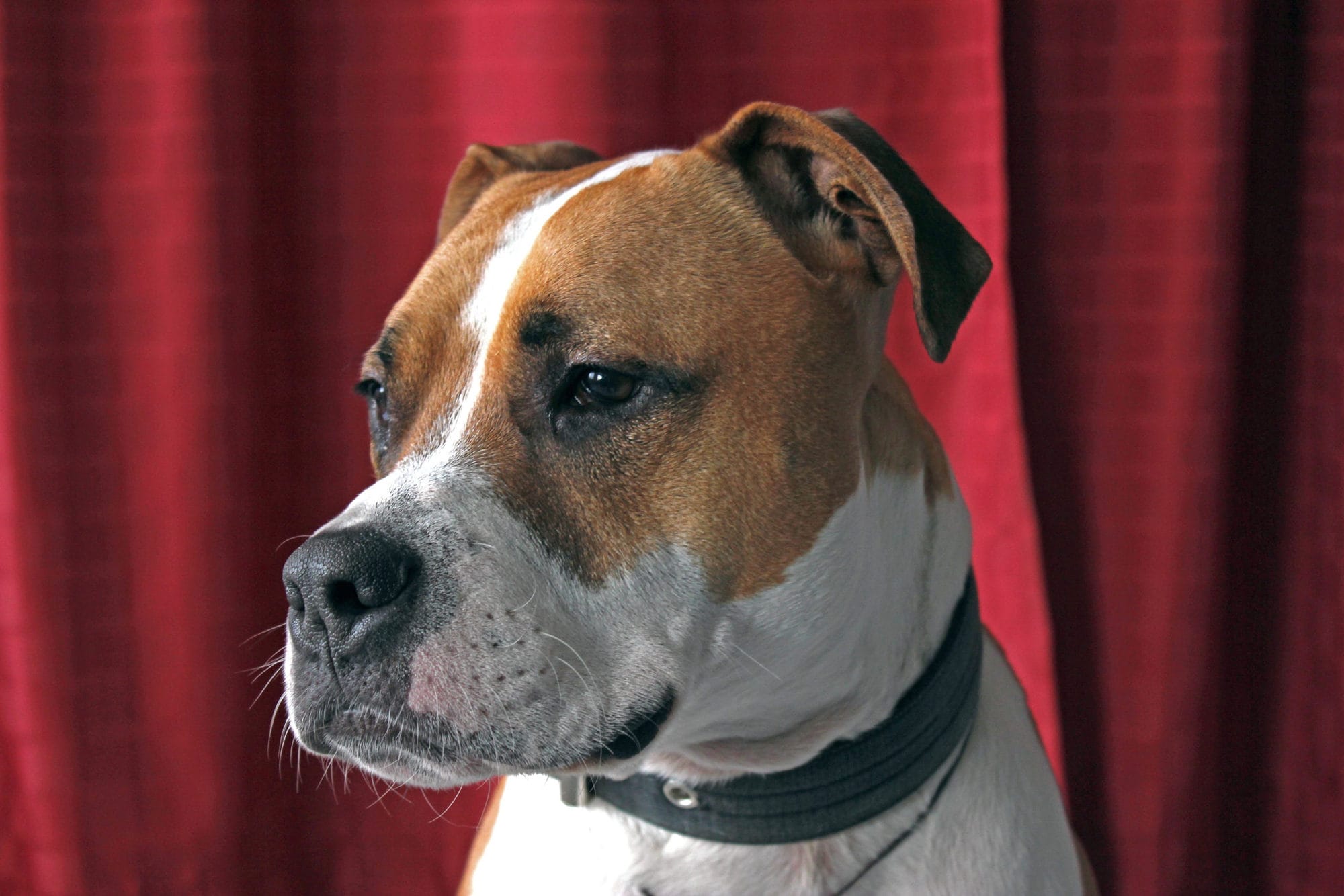 Que Veut Dire The Power Of The Dog L'American staff - Esprit Dog - Fiches de races