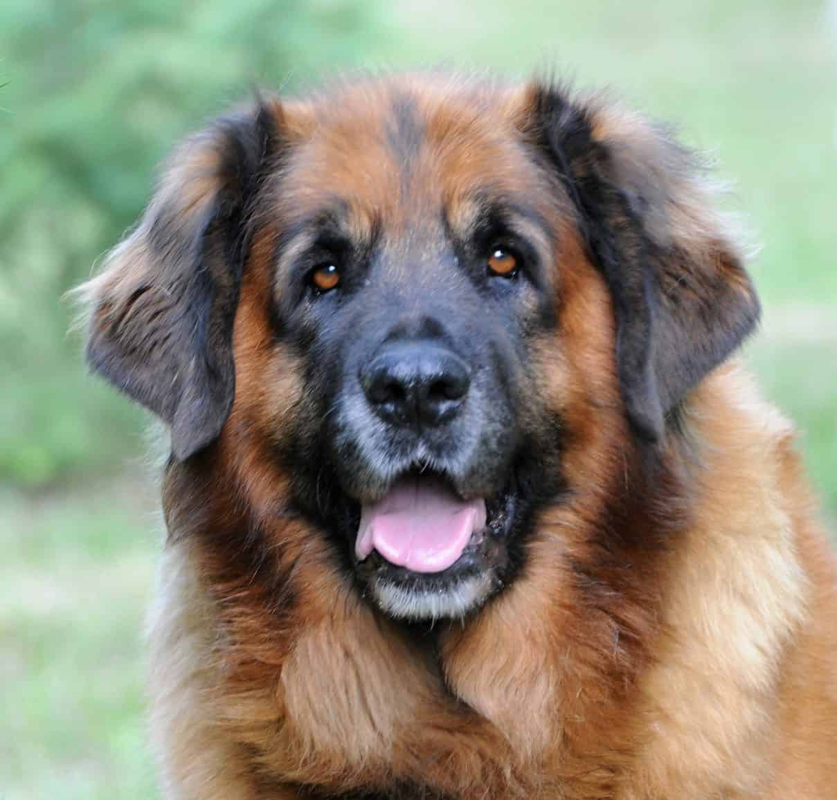 Le Leonberg Esprit Dog Fiches de race
