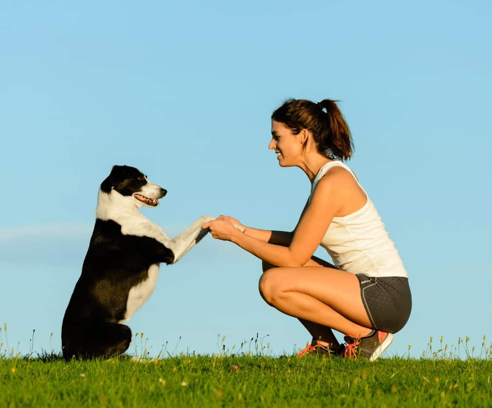 Que Veut Dire The Power Of The Dog