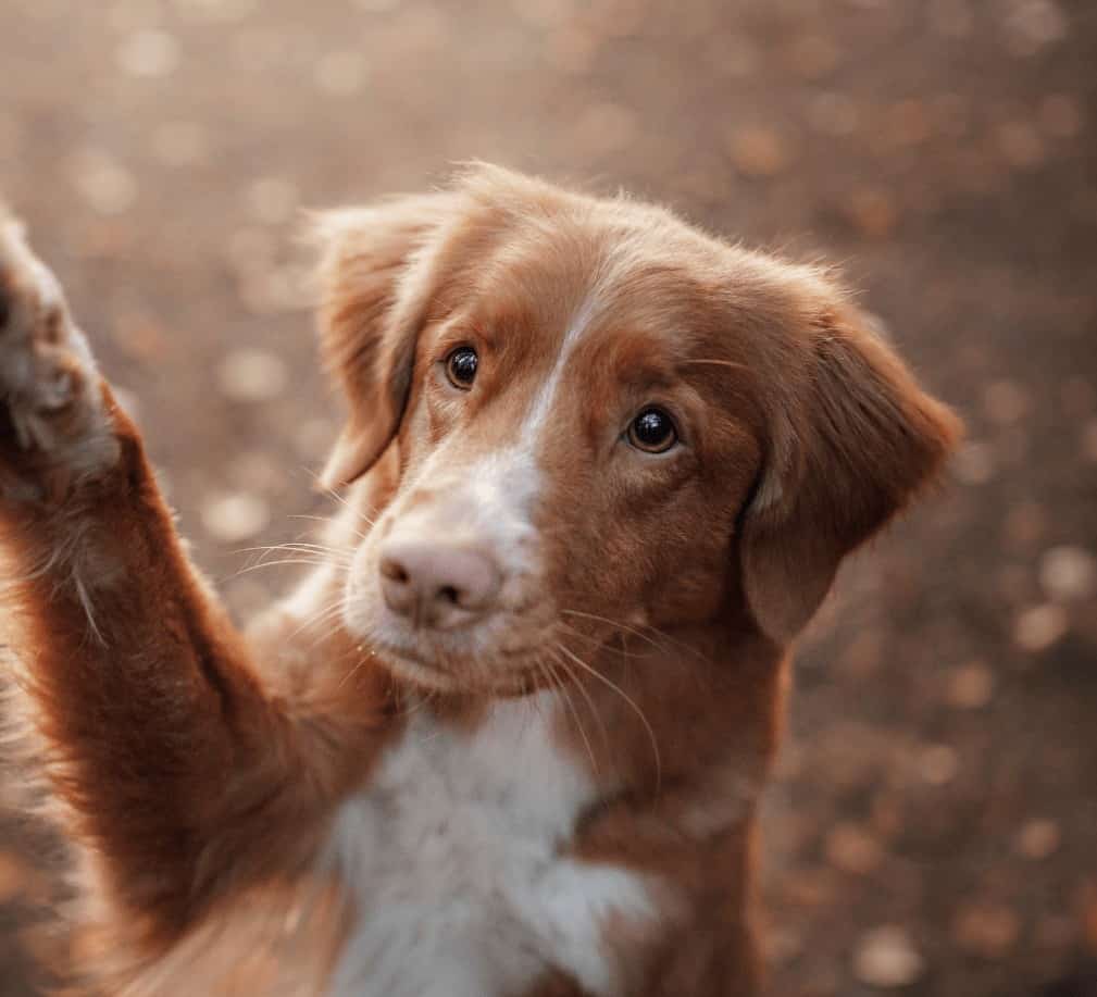 Faut-il dire bonjour � son chien ? - Esprit Dog