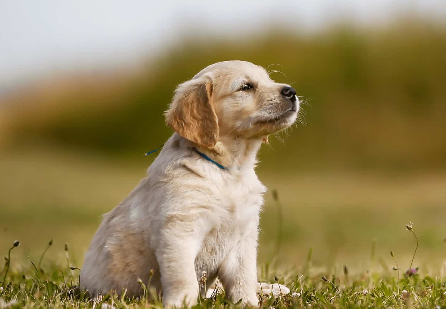 Faut Il Sortir Son Chiot Des Ses 3 Mois Esprit Dog