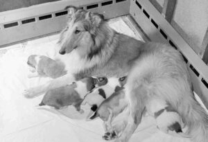 gestation chienne corps 3