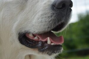 Pourquoi mon chien a mauvaise haleine -2