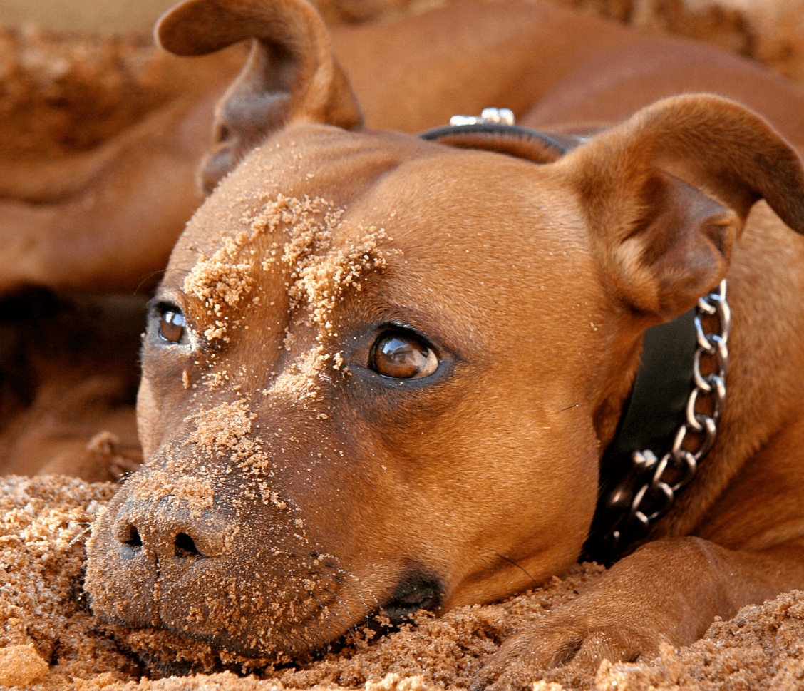 Que Veut Dire The Power Of The Dog Le Staffie - Esprit Dog - Fiches de races