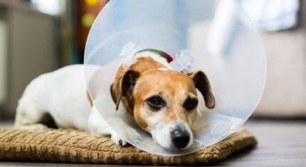 Esprit dog 1er secours