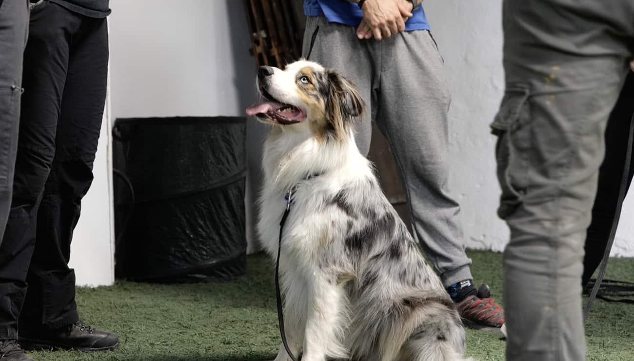 Esprit Dog